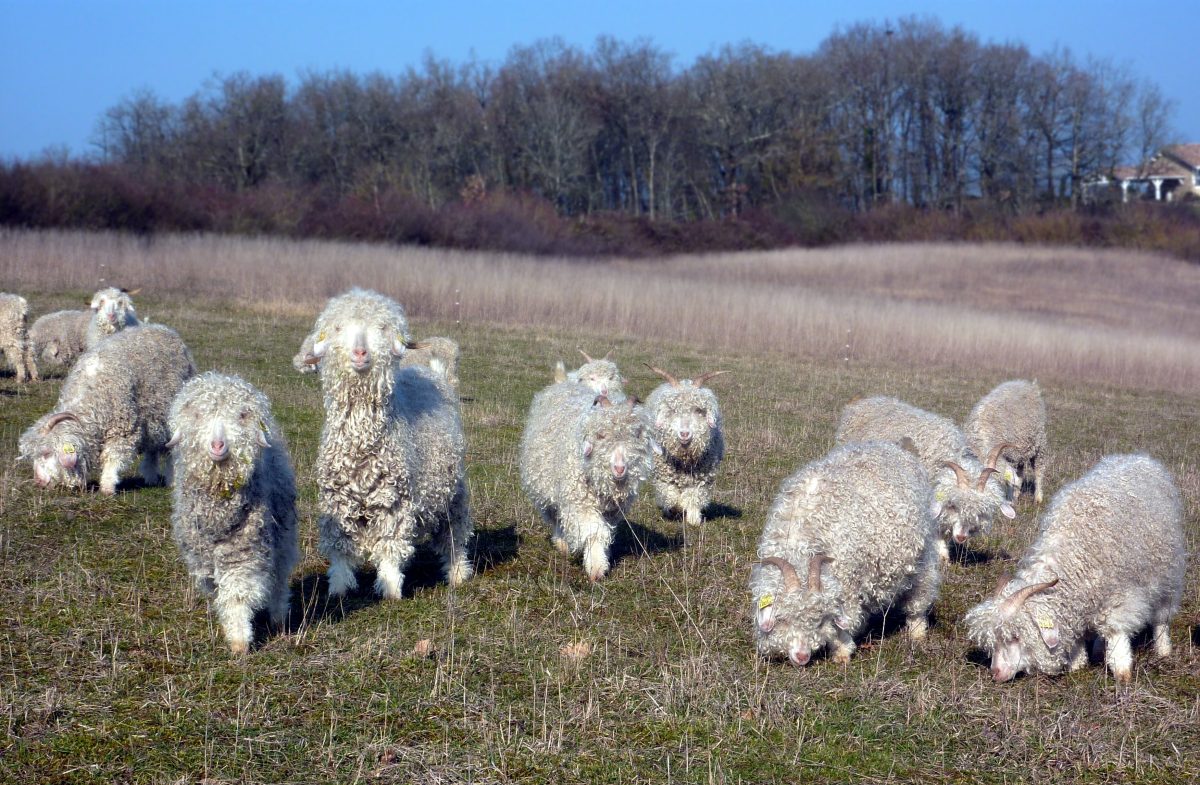 Chèvres angora Lot-et-Garonne